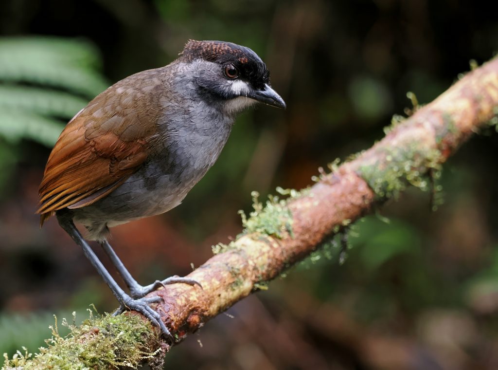 Jocotoco Antpitta Tapichalaca Reserve