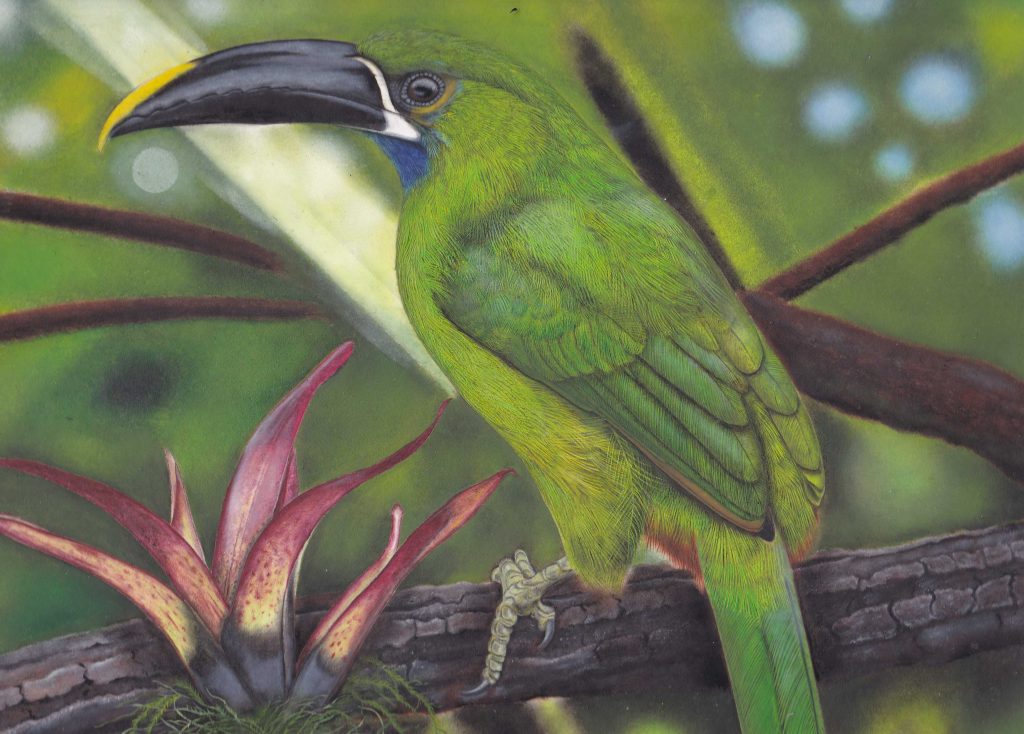 Feel free to contact us, we´ll help you organize a safe, enjoyable and memorable journey in southern Ecuador. Extension Galapagos Islands
