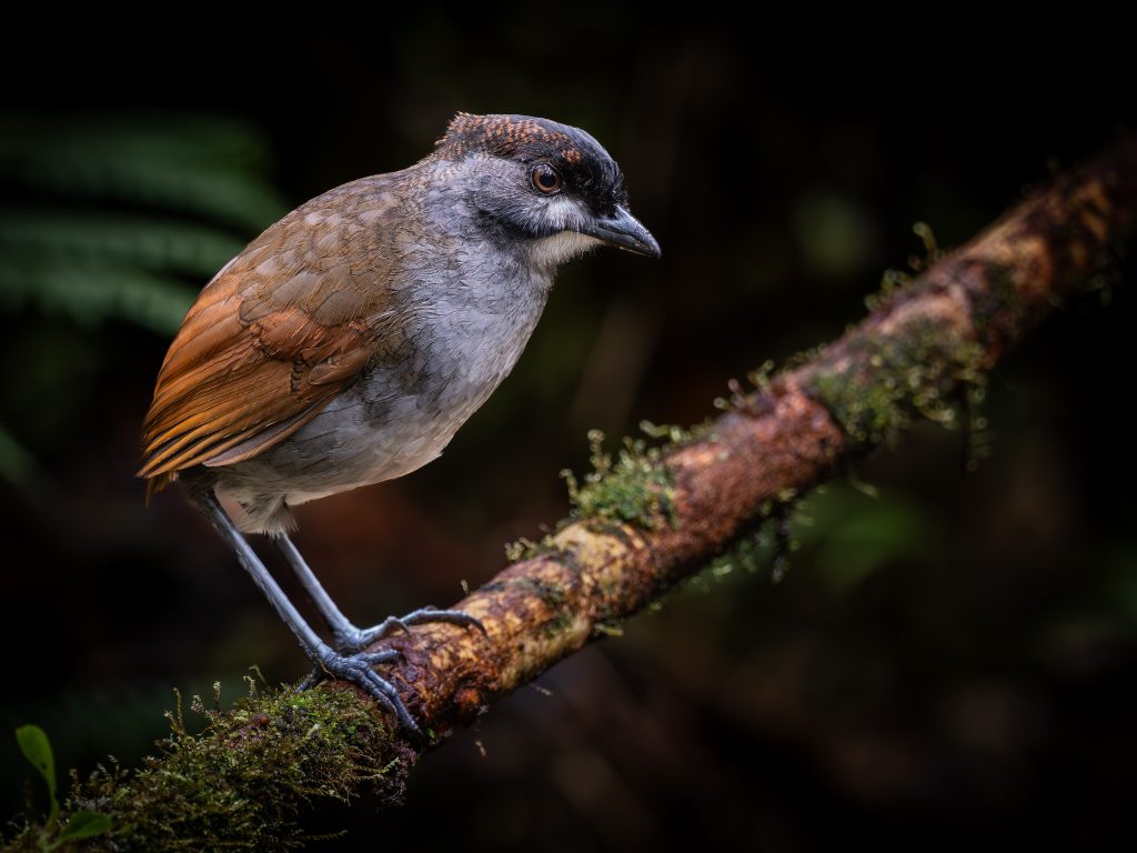 Birding Tours Mindo - 2025 - 2026 Southern Ecuador Jocotoco Antpitta