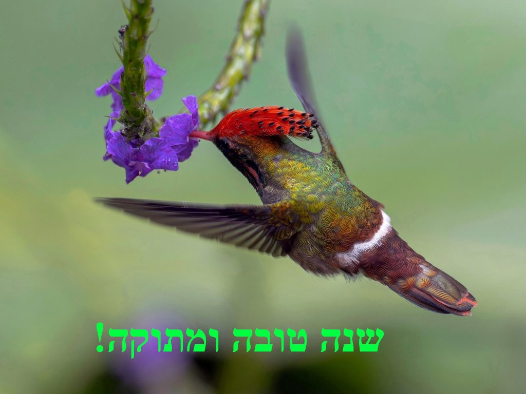 Birdwatching Tour 2026 Spangled Coquette