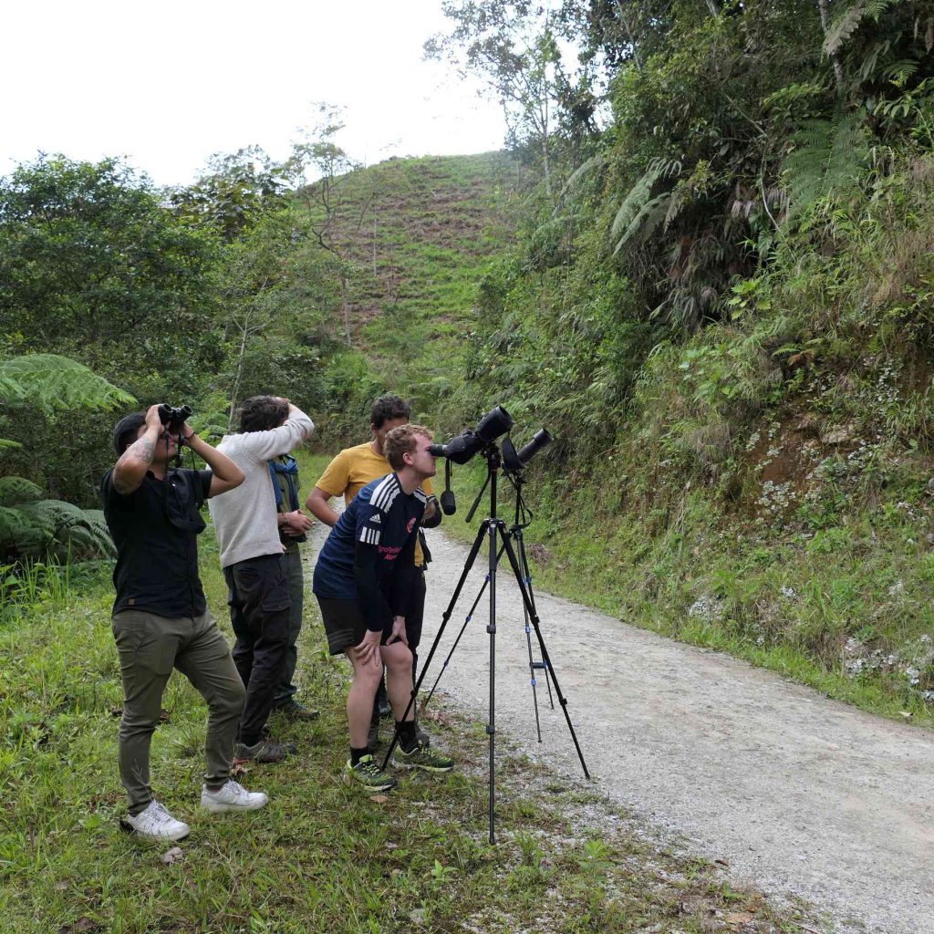 Andean Cock-of-the-rock. Southern Ecuador. Art and Conservation. Old Road Loja Zamora