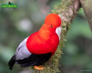A dazzling bright-red male Andean Cock-of-the-rock perched in the cloud forests of northern Ecuador