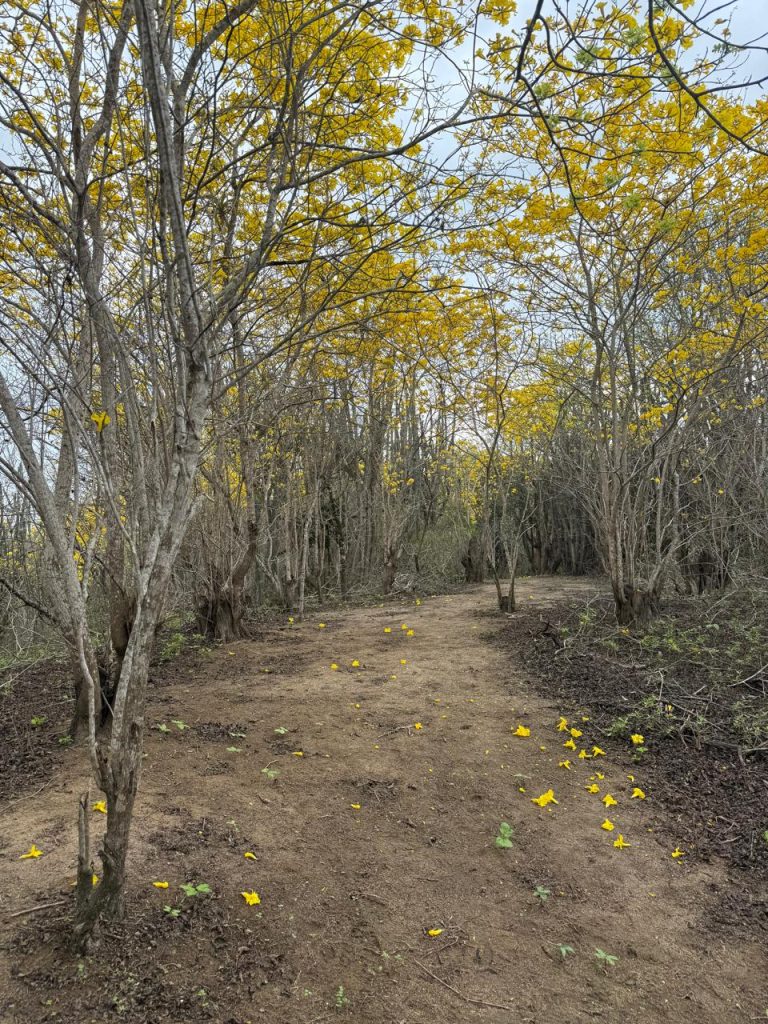 La Huaca Lagoon Lodge Birdwatching Chacras Ecuador