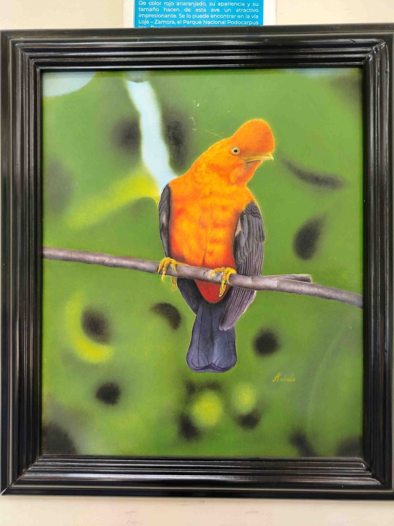 Andean cock-of-the-rock. Southern Ecuador, Art and Conservation. Portrait on exhibition at the Casona Cultural, Municipality of Loja