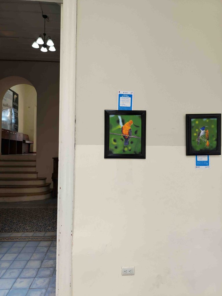 Andean cock-of-the-rock. Southern Ecuador, Art and Conservation. Portrait on exhibition at the Casona Cultural, Municipality of Loja. Pablo Andrade
