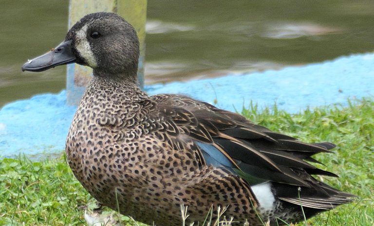 Blue-winged Teal in Loja, Ecuador – Migratory Duck in an Urban Lagoon Loja Male