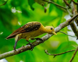 Affordable Amazon Birding Tour Ecuador – Limoncocha Napo River