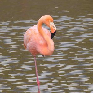 Isabela Island Day Tour from Santa Cruz, Galapagos | Birding, Wildlife & Photography Flamingo