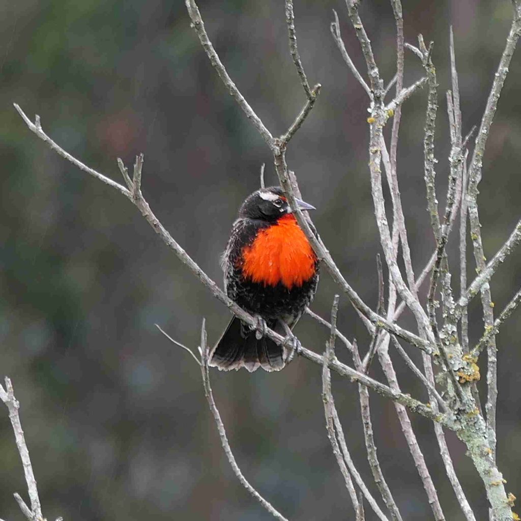 Tour de Observación de Aves en Loja. Loica Peruana