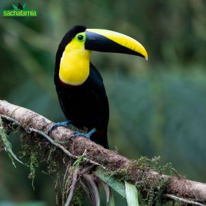 Beautiful Chocó Toucan in the Mindo Cloud Forest, one of the iconic bird species featured on our Northern Ecuador & Galápagos Birding Tour.