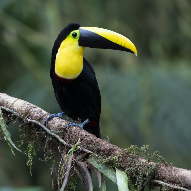 Chocó Toucan in Mindo, Ecuador