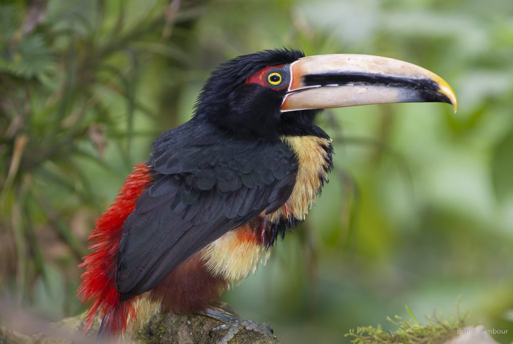 Global Bird Fair 2026 Mindo Birdwatching Photography
