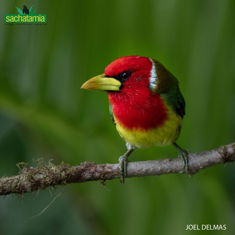 Mindo Bird Photography Tour 4 days Red-headed Barbet