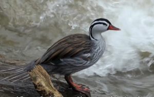 Torrent Duck on the Bombuscaro River, Podocarpus National Park, Southern Ecuador