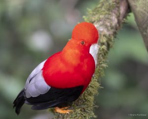Andean Cock-of-the-rock in the cloud forest of Mindo