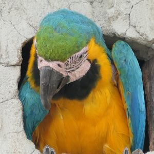 Blue-and-yellow Macaw in the Ecuadorian Amazon