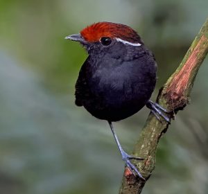 Chestnut-crowned Gnateater in Wildsumaco, Ecuador's eastern Andean foothills