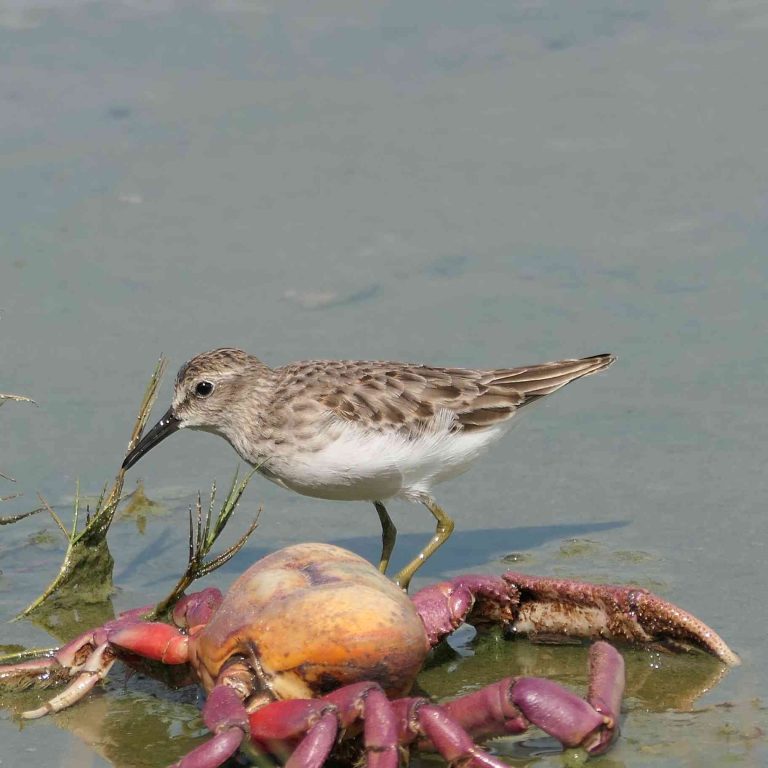 Least Sandpiper (Calidris minutilla) in coastal southern Ecuador
