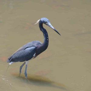 Tricolored Heron (Egretta tricolor) in coastal southern Ecuador
