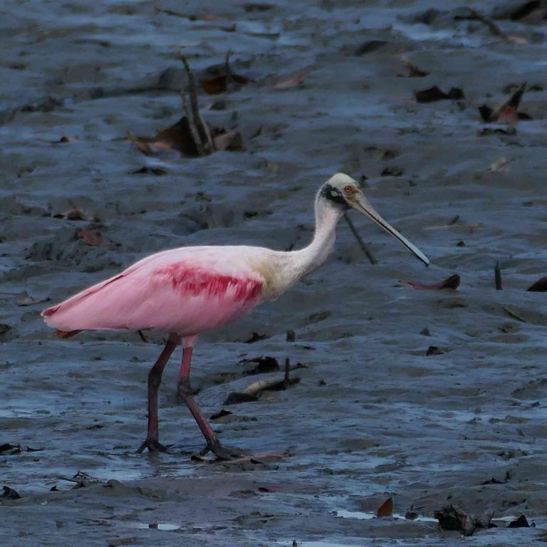 Roseate Spoonbill (Platalea ajaja) in coastal southern Ecuador