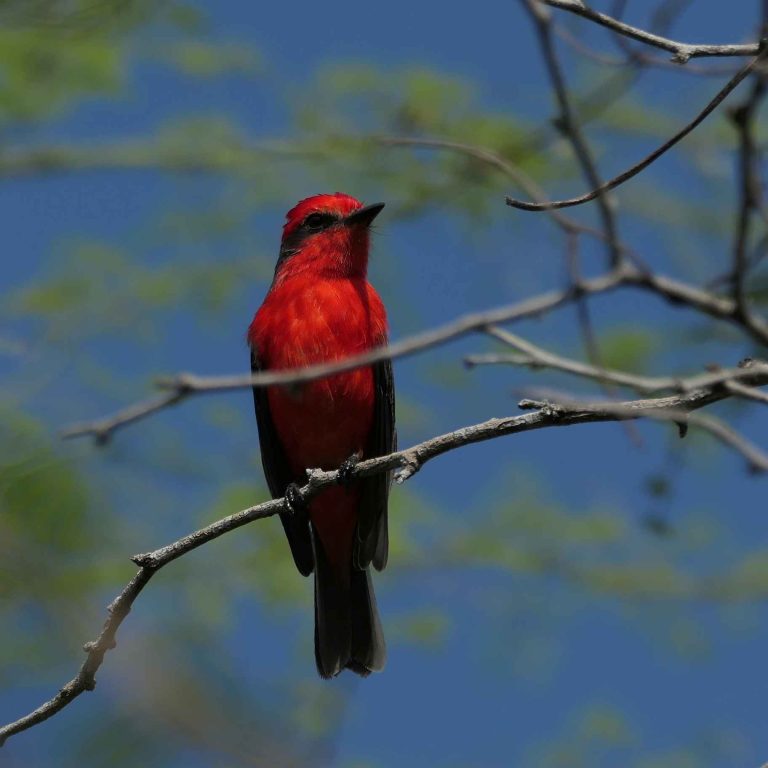 Vermilion Flycatcher (Pyrocephalus rubinus) in southern Ecuador