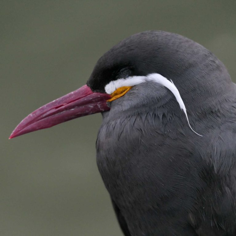 Inca Tern (Larosterna inca) photographed in coastal southern Ecuador