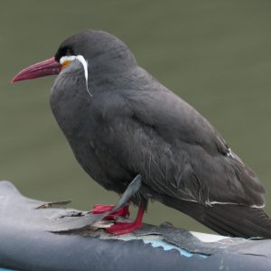 Inca Tern photographed on Costa Rica Island, southern Ecuador