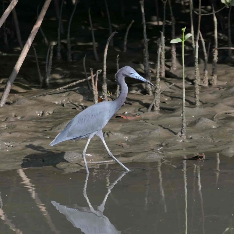 Little Blue Heron (Egretta caerulea) in coastal southern Ecuador