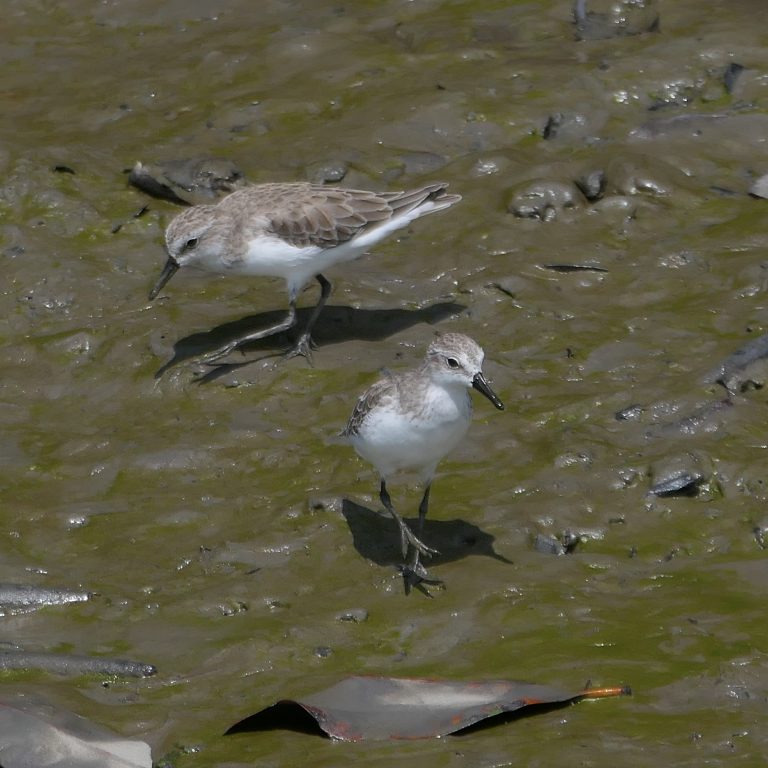 Semipalmated Sandpiper (Calidris pusilla) in coastal southern Ecuador