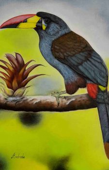 Birdwatching Southern Ecuador Gray-breasted Mountain Toucan