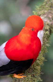 A dazzling bright-red male Andean Cock-of-the-rock perched in the cloud forests of northern Ecuador