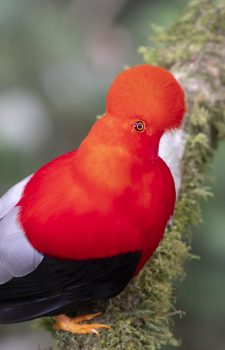Andean Cock-of-the-rock in the cloud forest of Mindo