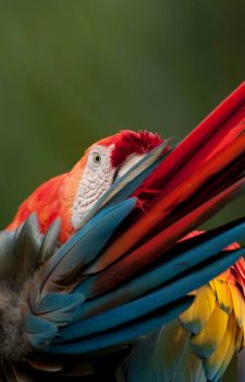 Scarlet Macaw (Ara macao) representing the birdlife of northern Ecuador