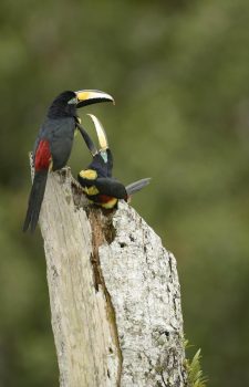 Ecuador Yasuní Bird & Wildlife Photography Experience – 5 Days
