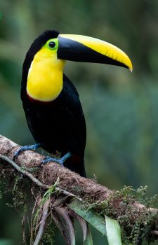 Beautiful Chocó Toucan in the Mindo Cloud Forest, one of the iconic bird species featured on our Northern Ecuador & Galápagos Birding Tour.
