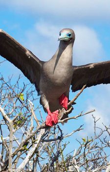 Birdwatching and Photography Red-footed Booby
