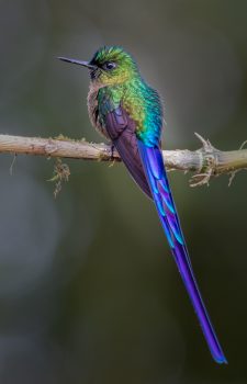 Mindo Birdwatching Tour in Ecuador 4 Days Violet-tailed Sylph