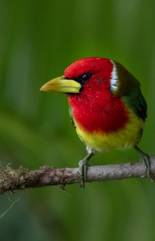 Mindo Amazon Foothills Birding Photography Tour Ecuador 9 days Red-headed Barbet