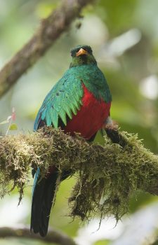 Mindo Chcoco Region Wildlife Photography Tour. Golden-headed_Quetzal