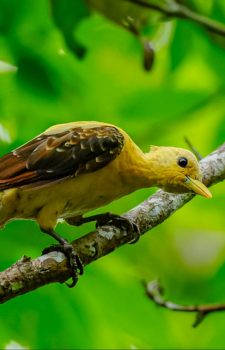 Affordable Amazon Birding Tour Ecuador – Limoncocha Napo River