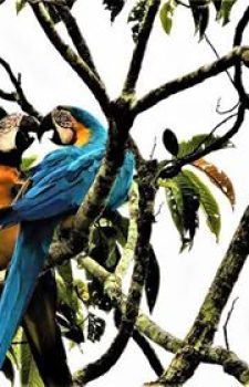 Blue-and-yellow Macaw in Yasuní National Park, Ecuador