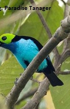 Podocarpus National Park Birdwatching Tou 2025 2026 Paradise Tanager