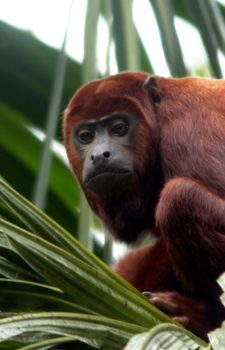 Mono aullador rojo en la region amazónica ecuatoriana durante un recorrido