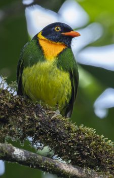 Orange-breasted_Fruiteater Slow Birding Northern Ecuador
