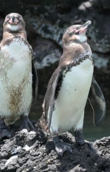 Galápagos Penguins Tour 2026 for seniors Santa Cruz Isabela