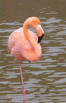 Isabela Island Day Tour from Santa Cruz, Galapagos | Birding, Wildlife & Photography Flamingo
