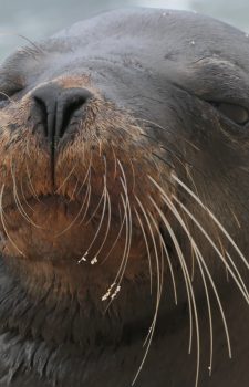 Galápagos Birdwatching Tour 2026 Penguins
