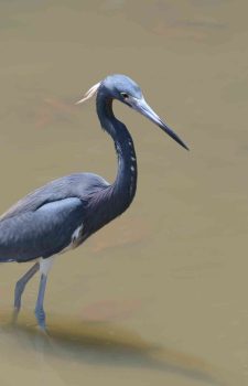 Tricolored Heron (Egretta tricolor) in coastal southern Ecuador