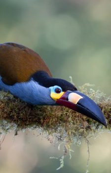 Mindo Photography Join Us Ecuador Journeys