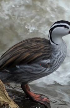 Torrent Duck on the Bombuscaro River, Podocarpus National Park, Southern Ecuador